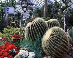 It also features a conservatory which has acquired about 1500 square meter area of the park. It also has six interconnected greenhouses